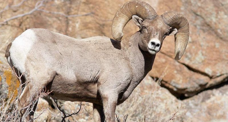sheep Montana man giant hybrid sheep