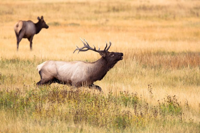 Are Elk Native to Texas--Historical and Archaeological Evidence for the Natural Occurence of Elk in Texas
