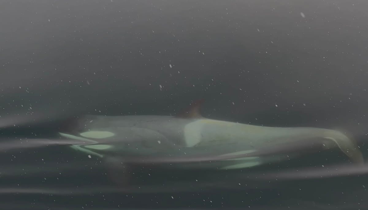 Pack Ice' Killer Whale