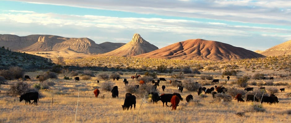 circle_ranch_west_texas_cattle_feature