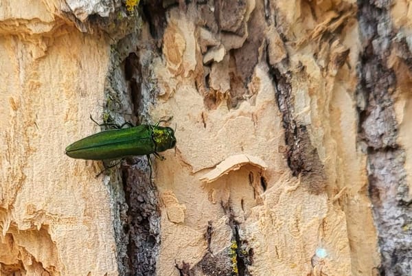 These Invasive Species Are As Close As Georgia. What To Look For and Know About Each