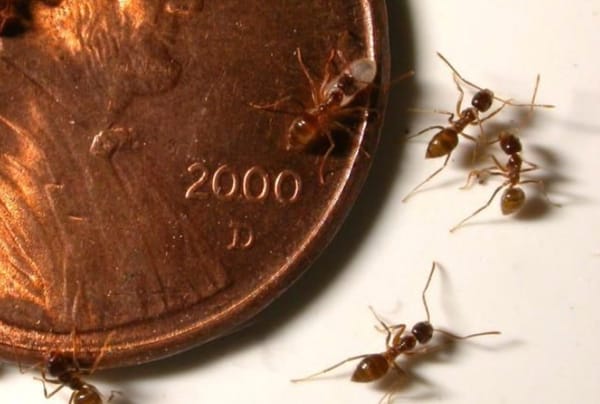 These 'Crazy' Invasive Florida Pests Attack Mammals, Birds and Create Giant Supercolonies