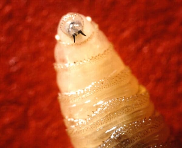 The U.S. Confirms its First Human Case of New World Screwworm. What is It?