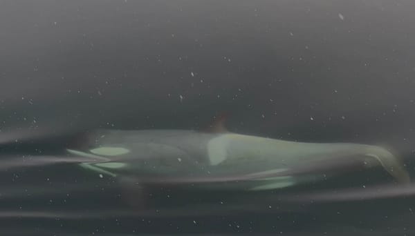 Pack Ice' Killer Whale