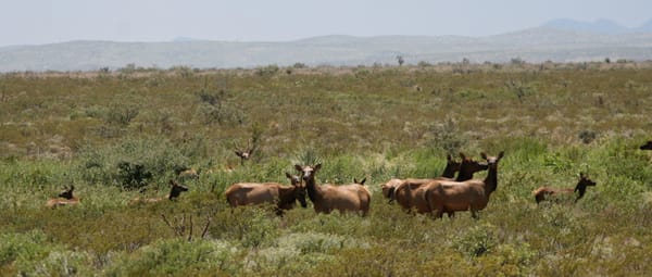 State of Texas - Resolution H.R. No. 2159: Legislation to Change the "Exotic" Classification of Elk