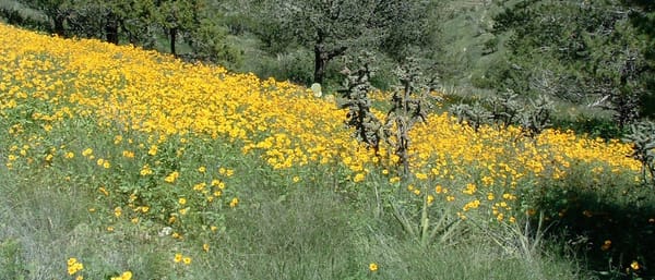 circle_ranch_texas_fall_flowers_feature