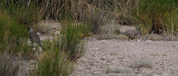 circle_ranch_texas_quail