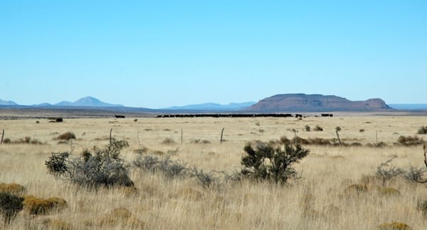 Cows & Quail