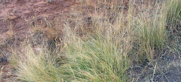 Circe Ranch - Grazing Giant Sacaton by "Cowboy Bob" Kinford
