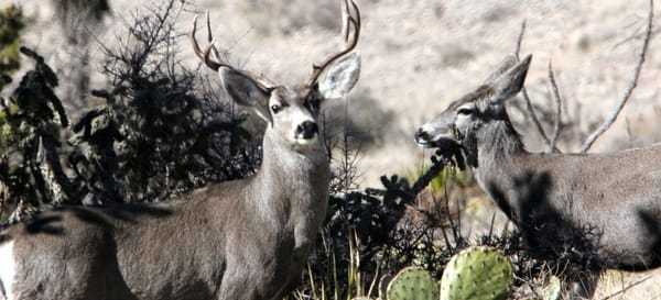Circle Ranch - Mule Deer Research