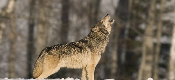 howling_wolf