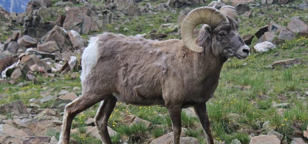 New_Mexico_Bighorn_Sheep