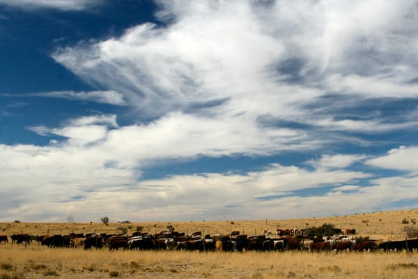 Restoring Desert Grasslands with Livestock