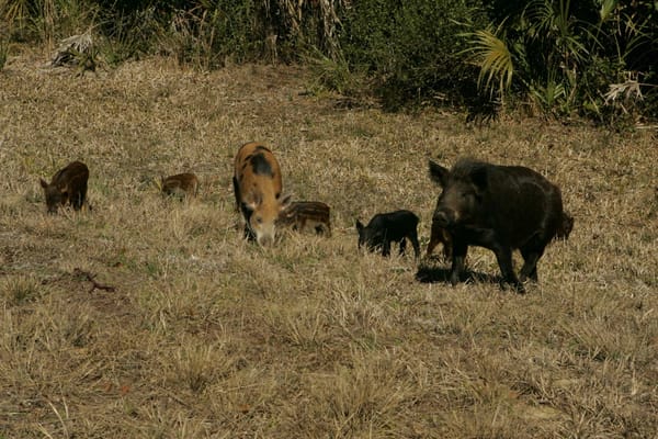 The Feral Pig “Problem” - Part II
