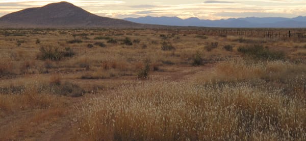 Chihuahuan Desert Grassland Restoration in Northern Mexico