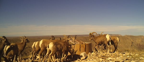 circle_ranch_game_camera_winter_2015_audad_diablo