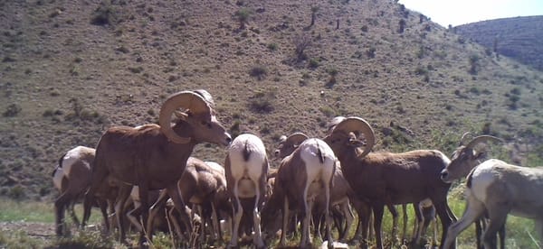 Biodiversity Helps High Desert Grasslands: Circle Ranch Game Cameras, Fall 2015.