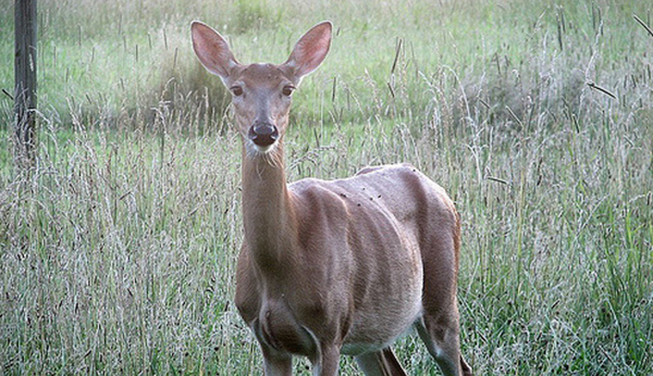 circle_ranch_chronic_wasting