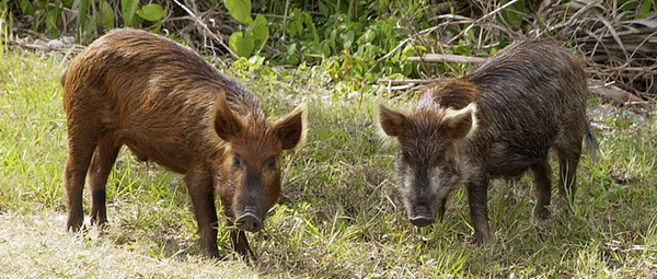 circle_ranch_feral_pigs
