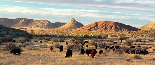 circle_ranch_west_texas_cattle_feature