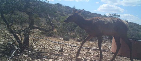 circle_ranch_cameras_summer_2016