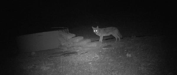 Stop Killing Coyotes
