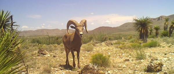 circle_ranch_bighorn_feature