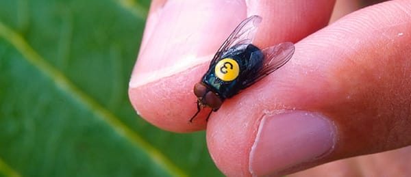 circle_ranch_screwworm