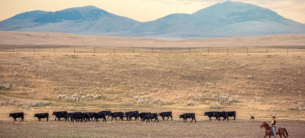 the_new_west_texas