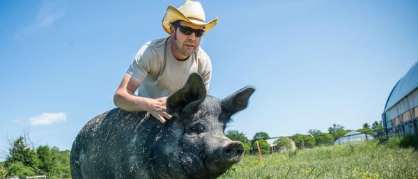 organic_pig_farming