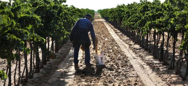 high_plains_grapes