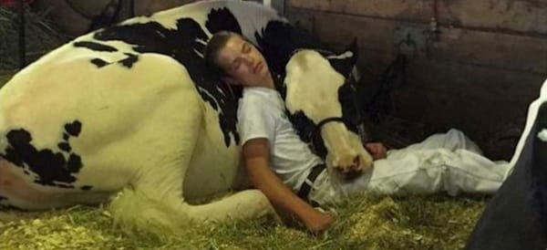 iowa_state_fair_cow_kid_nap
