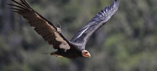 condor_californa_feature