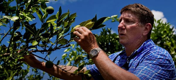 Why Are Florida’s Orange Trees Dying?