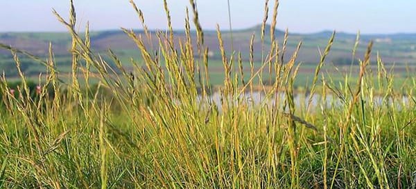 Rare Big Bend Grass Added to Federal Endangered Species List