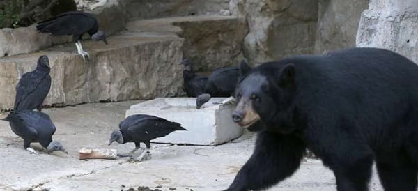 vultures_san_antonio_zoo