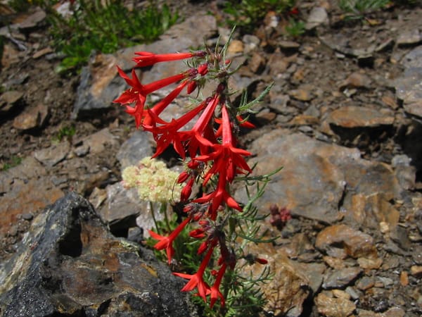 Ipomopsis_aggregata_circle_ranch