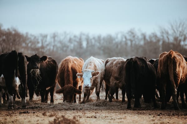 new_forest_england_cattle