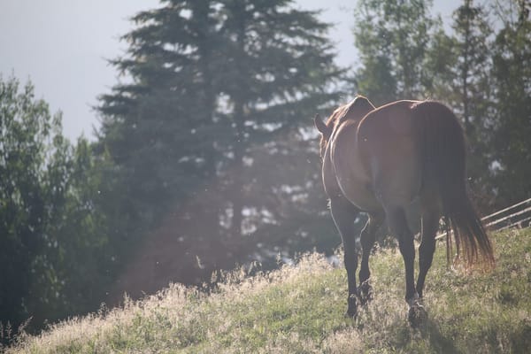 wild_horse_united_states