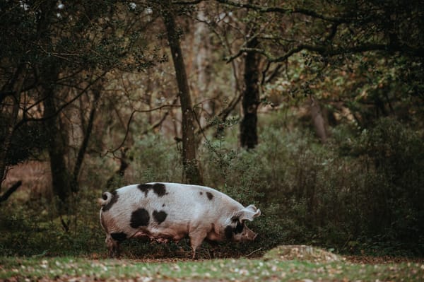 acornsuckers_pig