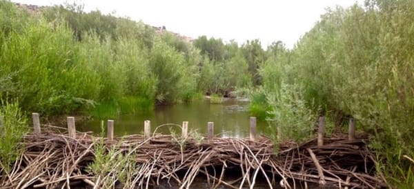 beaver_dam_steelhead_oregon
