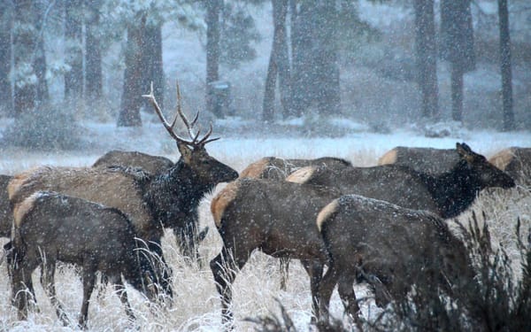 elk_circle_corvallis