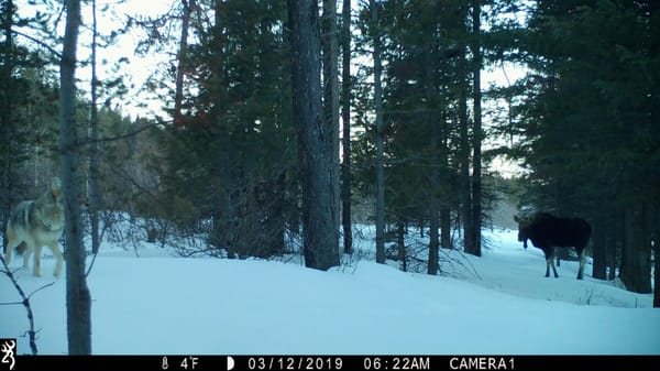 moose_wolf_pitchstone_waters_idaho