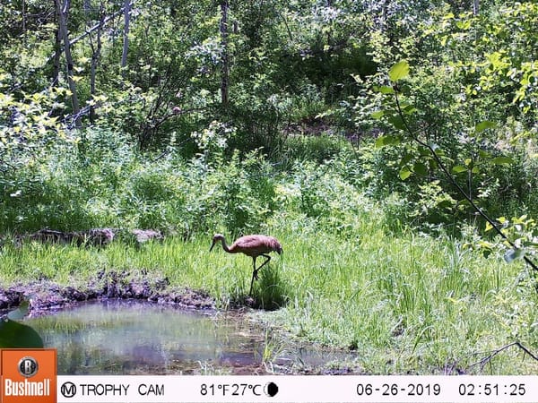 nesting_crane_pitchstone_waters_idaho