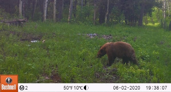 black_or_grizzly_bear_idaho