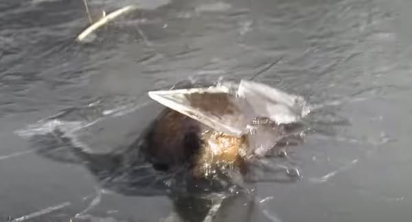 superman_beaver_breaks_ice_saskatoon