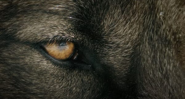 Wildlife Killing Contests - The Movie