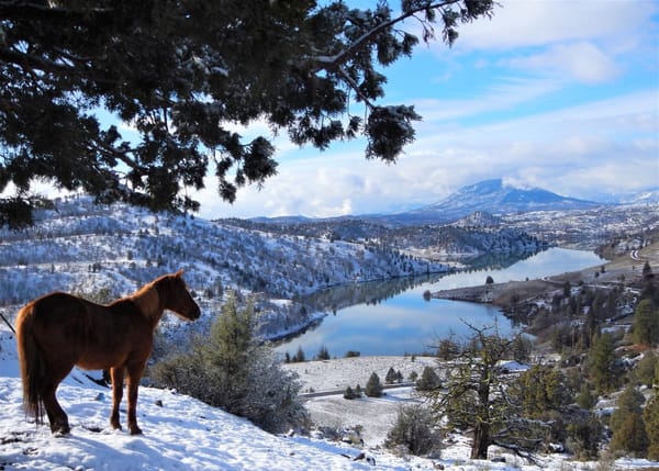 Wild Horses: Analysis of The Issues and a Novel Science-supported Solution