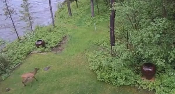 elk_in_water_idaho_flood