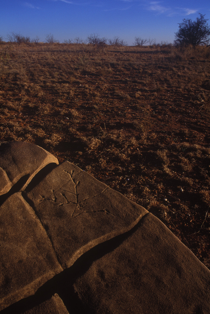 Elk Petroglyph, Dickens County, Texas (Photo © Wyman Meinzer, used with permission.)